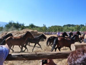 Mares trample the wheat at a trilla a llegua suelta